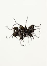 La Racine / Philippe Mayaux | Mayaux, Philippe. Artiste