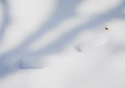 De but en blanc / Guillaume Robert | Robert, Guillaume