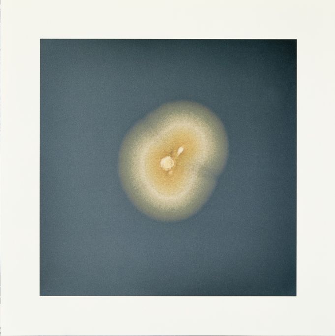 Fungi 3 / Dove Allouche | Allouche, Dove