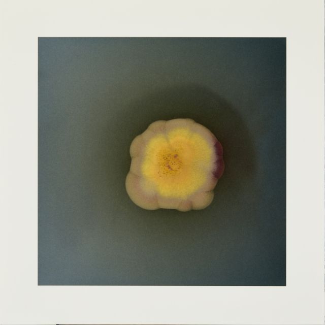 Fungi 2 / Dove Allouche | Allouche, Dove